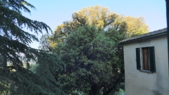 CINCIANO-2025-2441