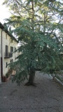 CINCIANO-2025-2445