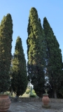 CINCIANO-2025-2452